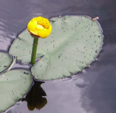 Yellow Water Lily – Nymphaeaceae